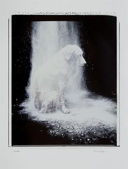 William Wegman, "Dusted".