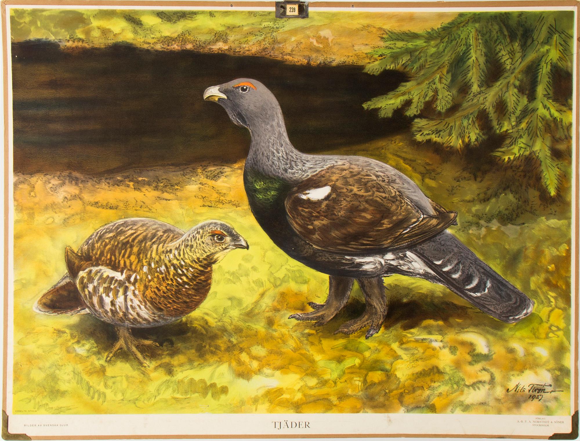 6 teaching posters with animals and plants, around 1950.