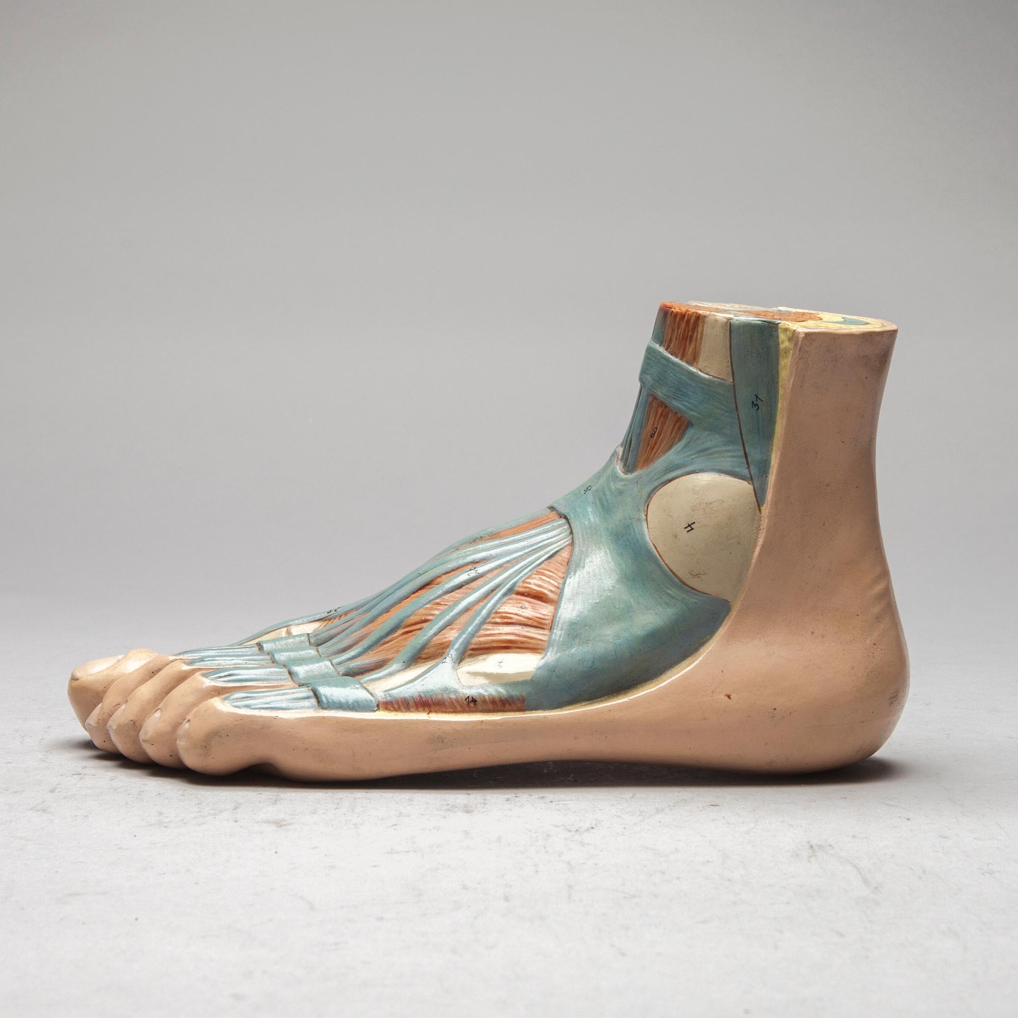 ANATOMISK MODELL, plast, 1900-talets mitt.