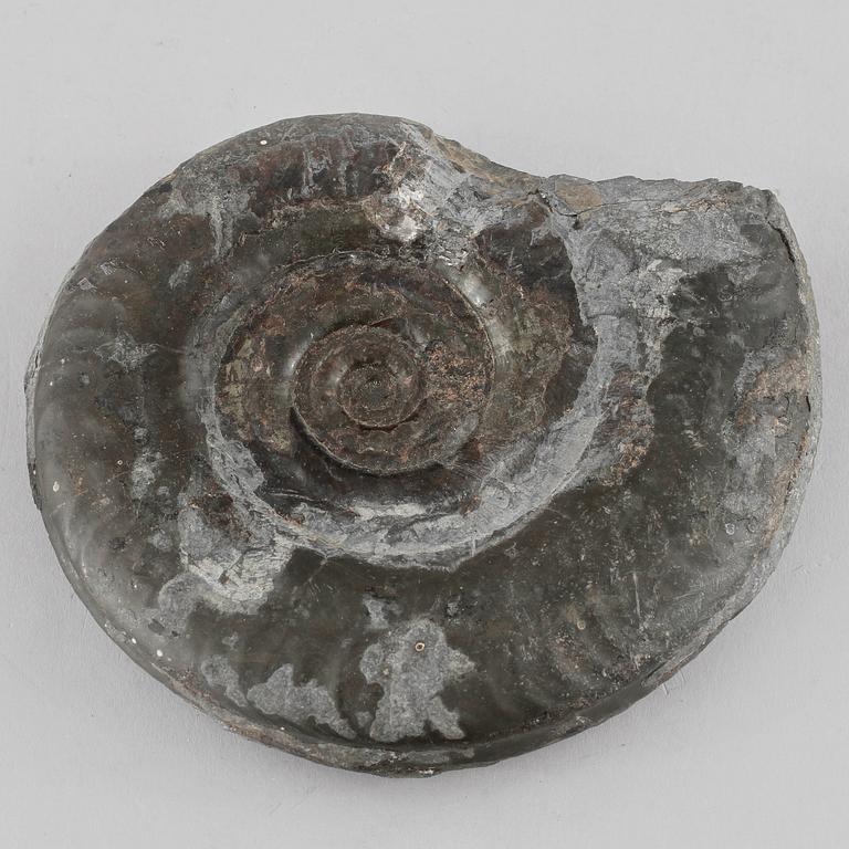 FOSSIL, ammonit.