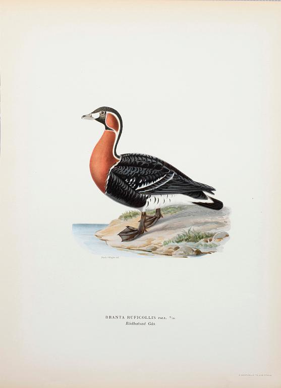 LITOGRAFISKA TRYCK, ca 170 st, ur von Wrights "Svenska fåglar", A. Börtzells, Stockholm, 1920-tal.