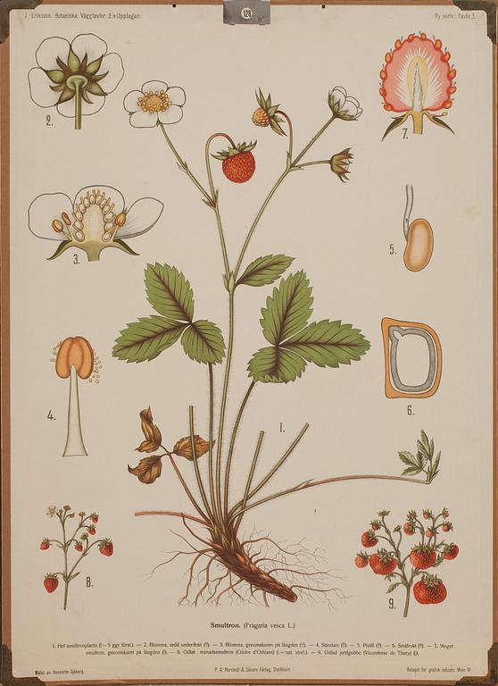 SKOLPLANSCHER, 5 st, 1900-tal.