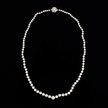 PÄRLCOLLIER, med odlade doserade pärlor.