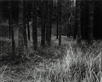 Denise Grünstein, "Malplacé", 2005.