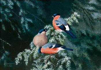 216. Matti Karppanen, BULLFINCHES.