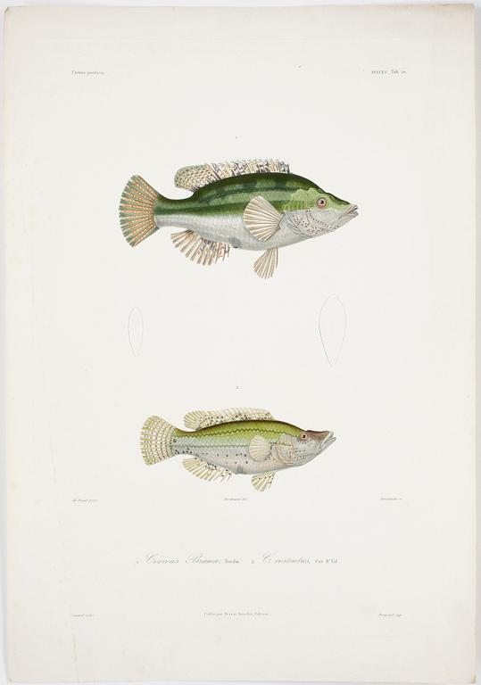 ALBUM, 55 st kolorerade gravyrer,  Publié par Ernest Bourdin, 1800-tal.