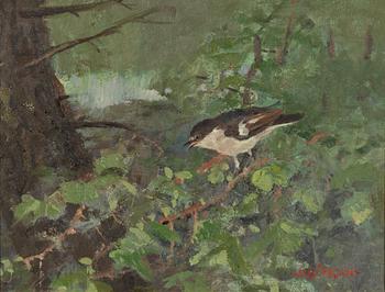 Nils Björkqvist, European pied flycatcher in greenery.