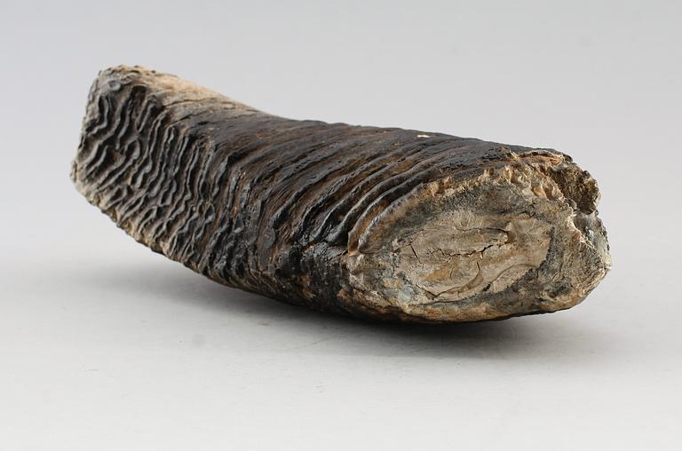 MAMMUTTAND, vikt ca 4,2 kg.