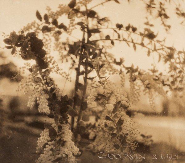 HENRY B. GOODWIN. Silvergelatinfotografi. Sign och dat 5.1.1931.
