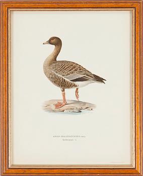 LITOGRAFISKA TRYCK, 5 st, ur M och W von Wrights "Svenska fåglar", A. Börtzells, Stockholm, 1917-29.