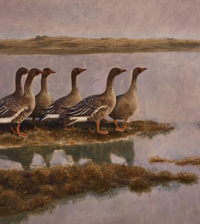 Bruno Liljefors, Geese in wetland.