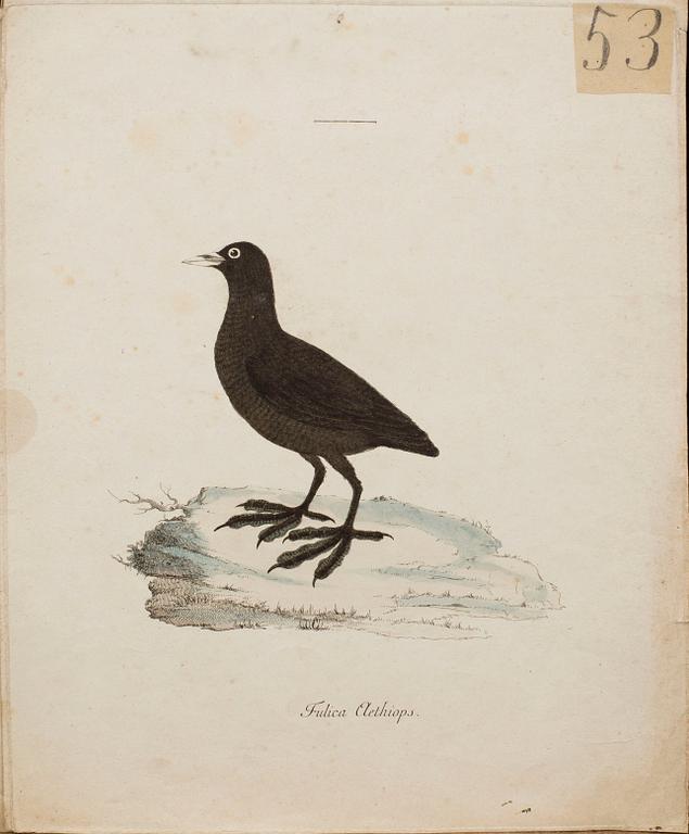 ANDERS SPARRMAN, 5 st fågelplanscher ur "Museum Carlsonianum", 1786-89.