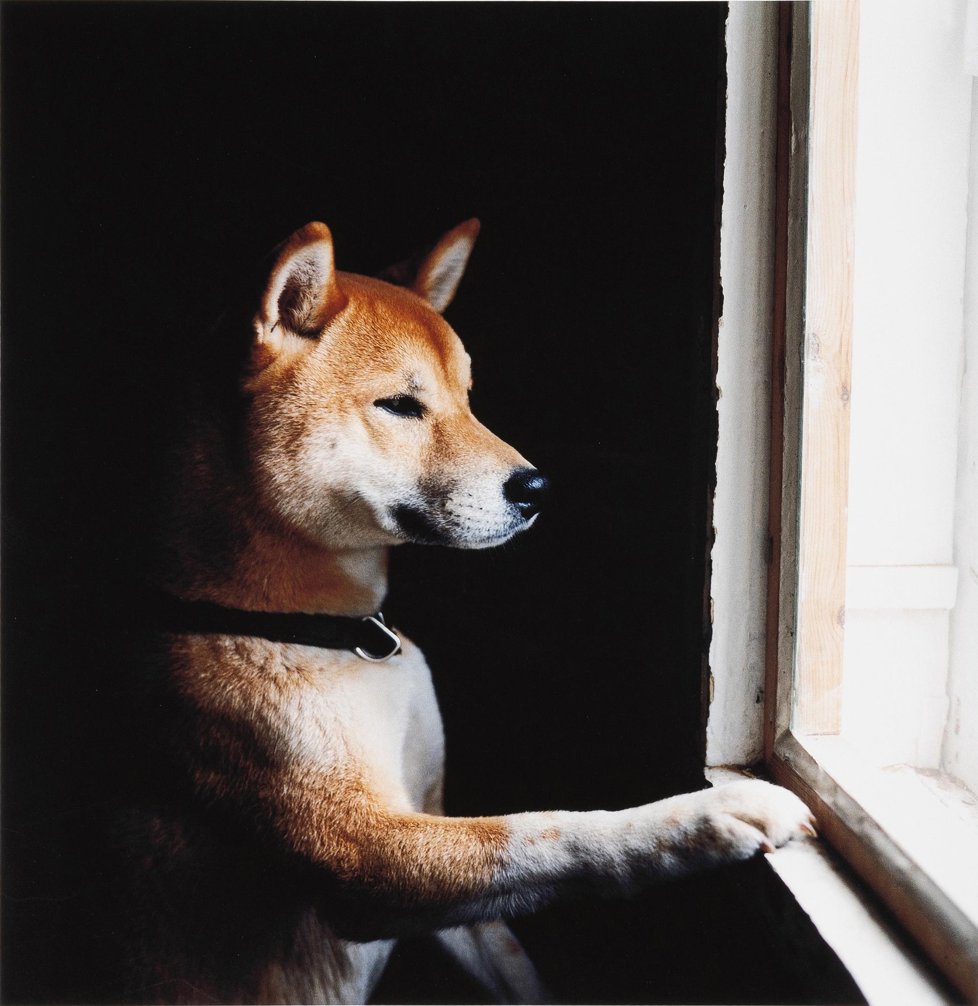 Peter de Ru, "Shiba (Japanese Spitz)", 2004.