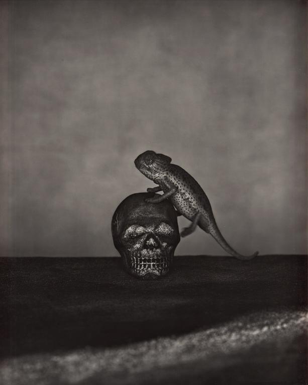 Denise Grünstein, "Skull/Camelion", 2011.