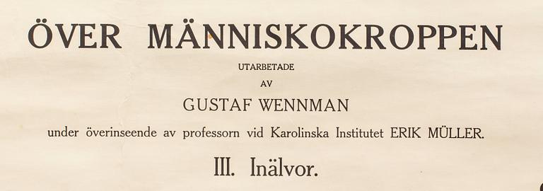 SKOLPLANSCH, Anatomiska väggtavlor över människokroppen, "Inälvor" utarbetade av Gustaf Wennman. Norstedt & Söner.