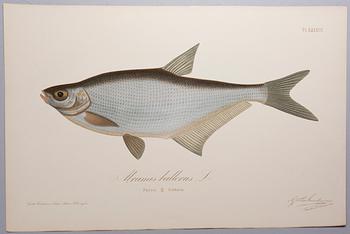 GÖSTA SUNDMAN, Finlands fiskar, The Fishes of Finland, publicerad av G. W. Edlund, Helsingfors, 1883-1893.
