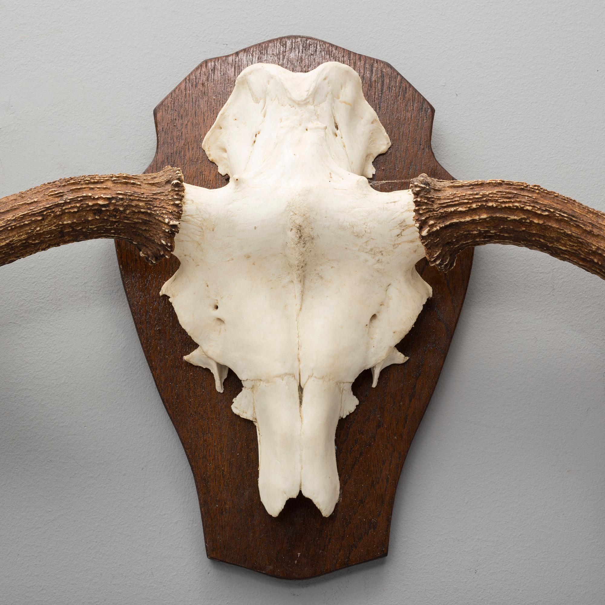 A 20th century hunting trophy.