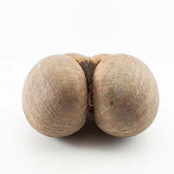 Double coconut, also known as Coco de Mer, Lodoicea maldivica.