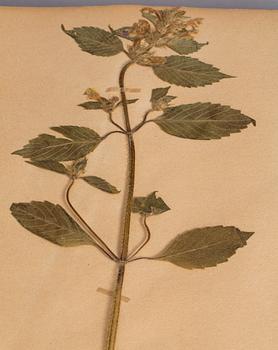 HERBARIUM. 1920-tal.