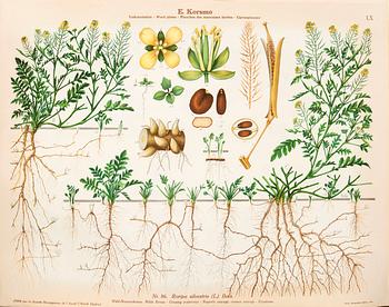 Emil Korsmo, 31 litografiska ogräsplanscher.