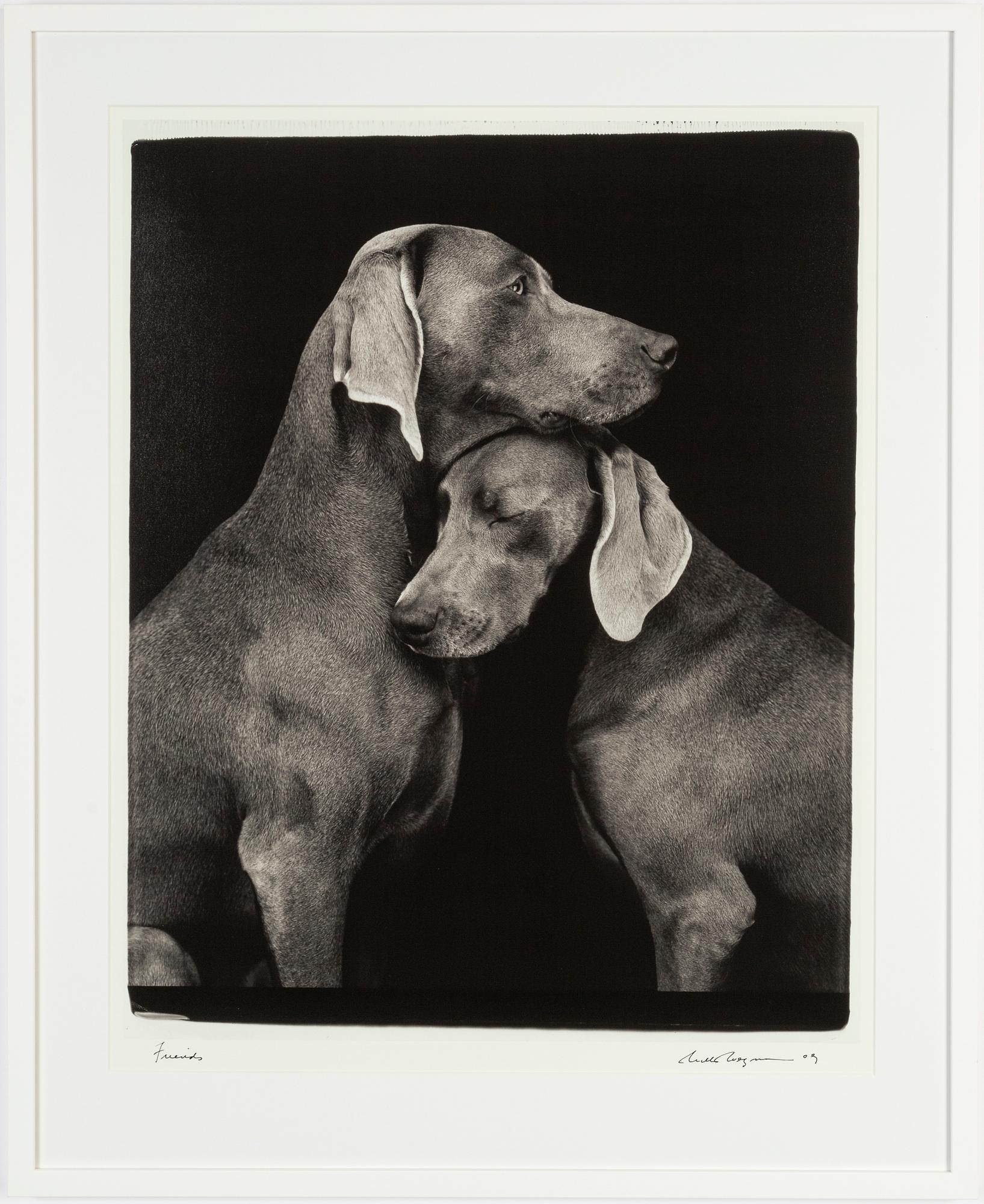 William Wegman, archival pigment print 2009, signed. Numbered 262/1500 verso.