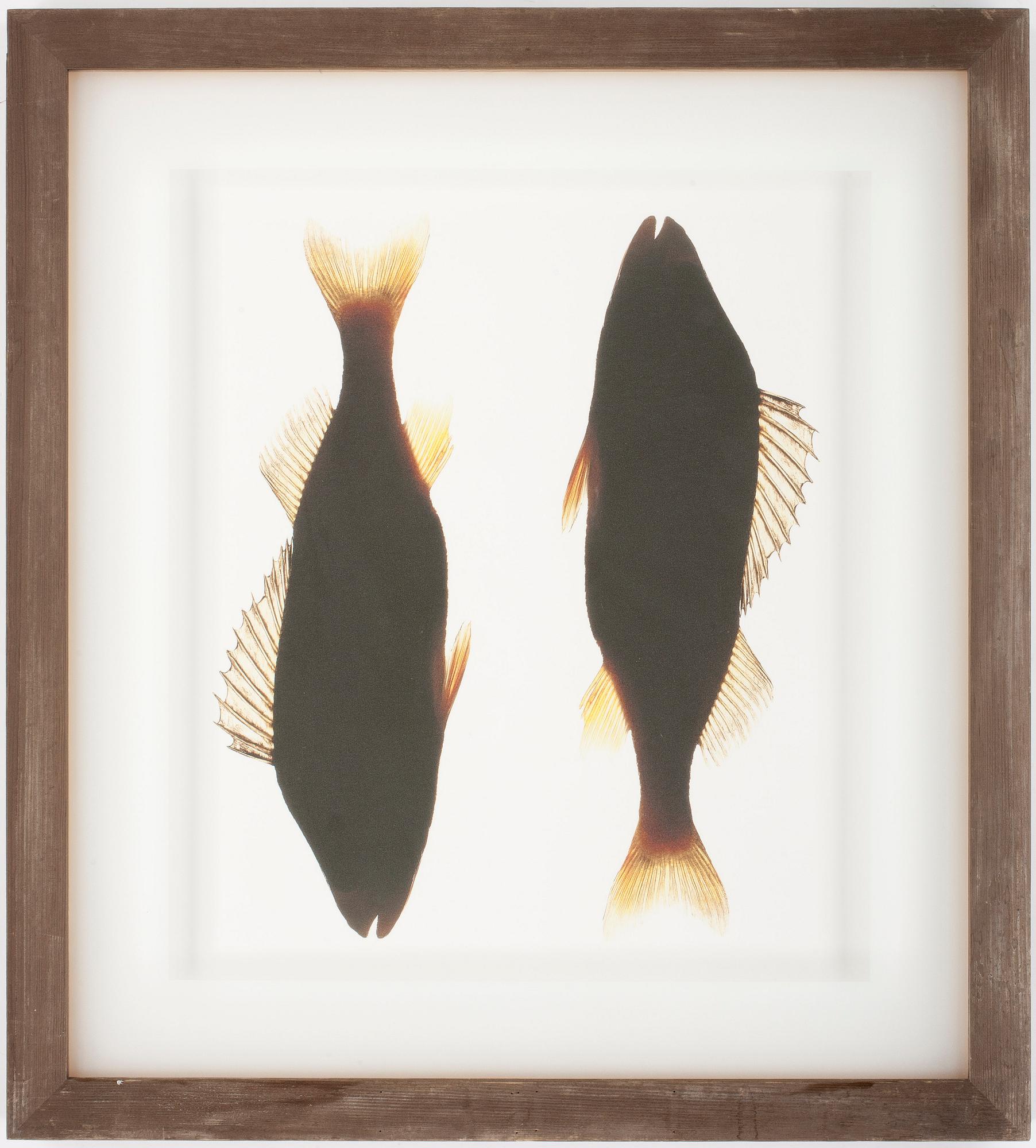 LASSE KÄRKKÄINEN, C-Print? sign o numr 1/20 a tergo, 1996, vintage.