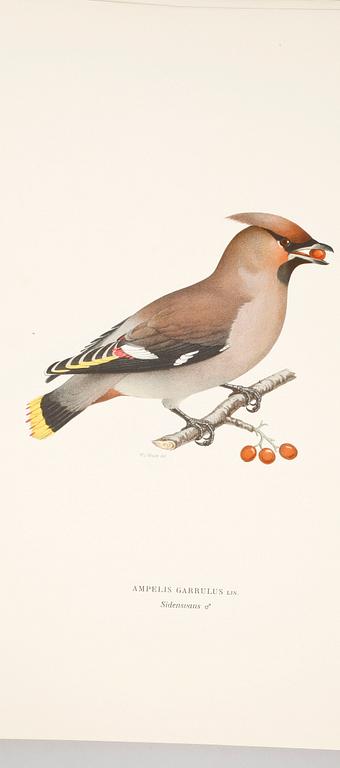 LITOGRAFISKA TRYCK, 100 st, ur von Wrights "Svenska fåglar", 1920-tal.