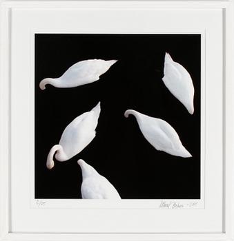 Mikael Bertmar · MIKAEL BERTMAR, fotografi, utan titel.