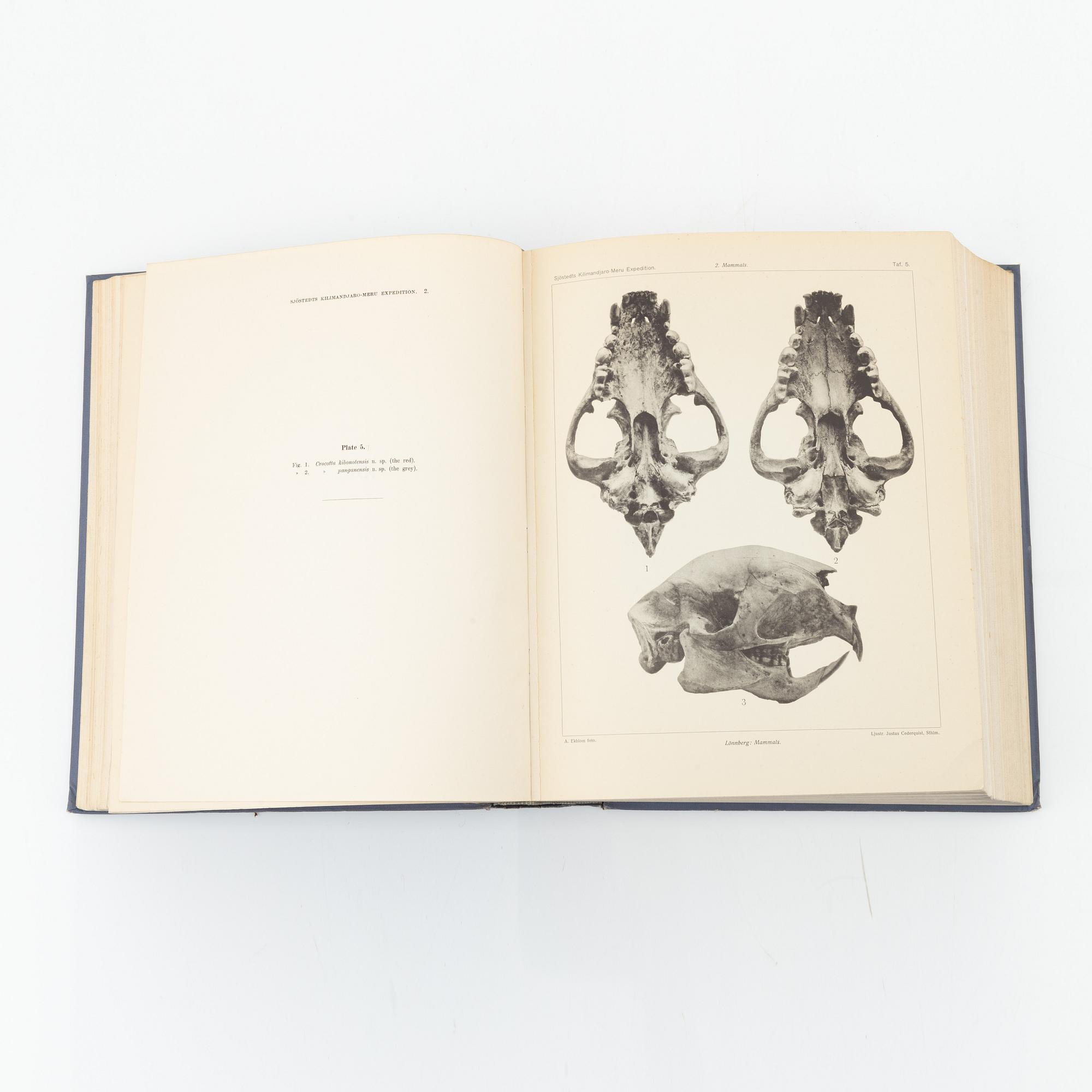 Yngve Sjöstedt, Zoologische Kilimandjaro-Meru Expedition 1905-1906, 3 volumes, P.Palmqvists Aktiebolag Stockholm, 1910.