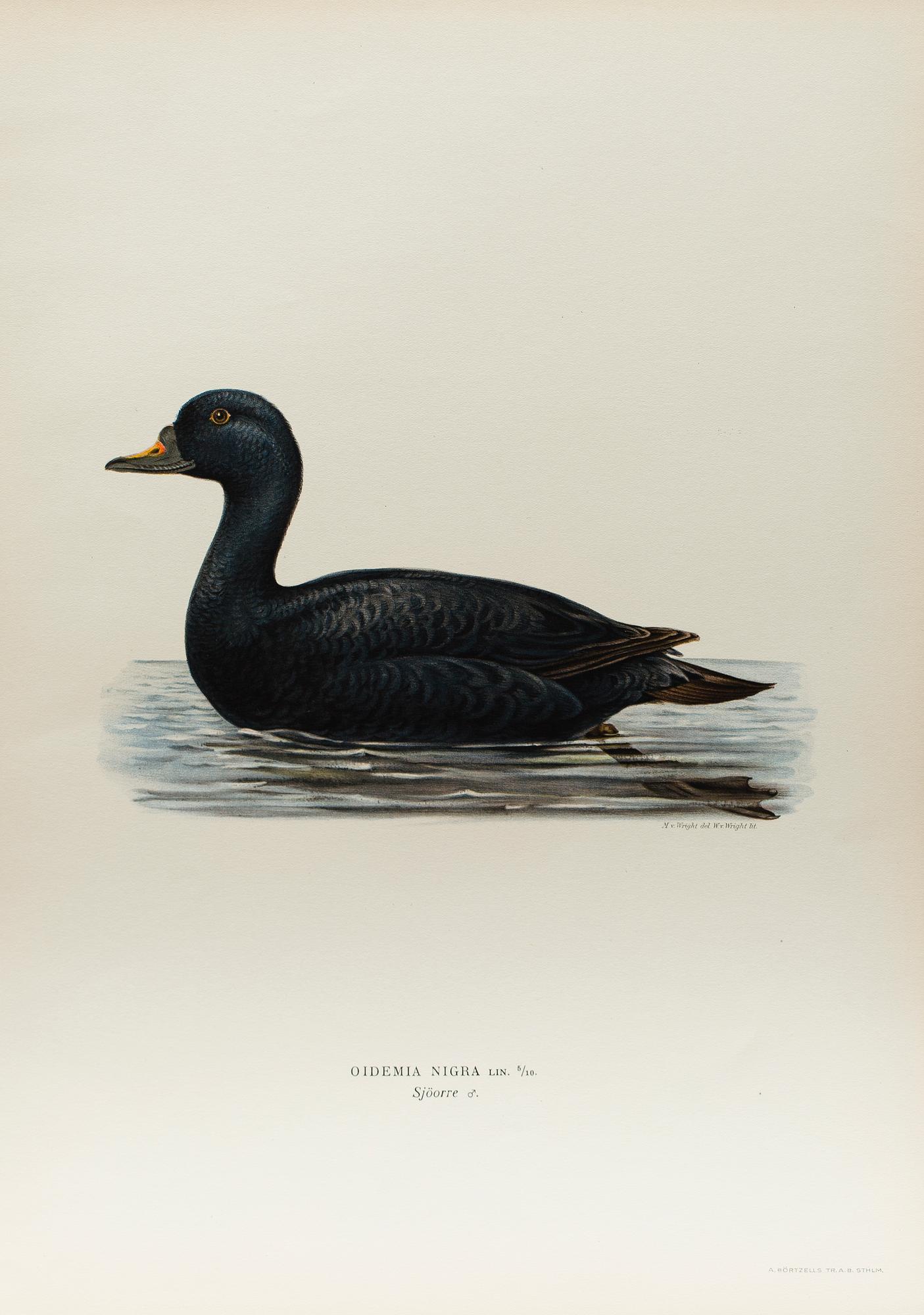 24 LITHOGRAPHIC PRINTS FROM M AND W WRIGHTS "SVENSKA FÅGLAR", A. Börtzells, Stockholm.