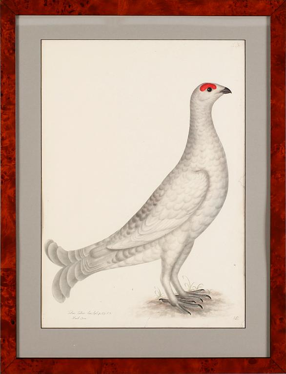 RUDBECK, OLOF D.Y, 3 st, Faksimil av fågelplanscher, 1900-talets andra hälft.