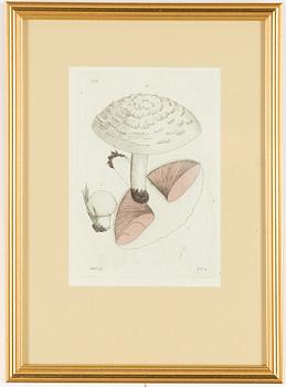 Twelve hand-coloured engravings, J.W. Palmstruch, from 'Svensk Botanik', 1802-1840.
