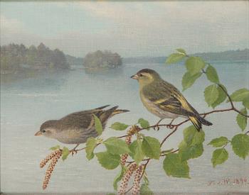 Ferdinand von Wright, Siskins.