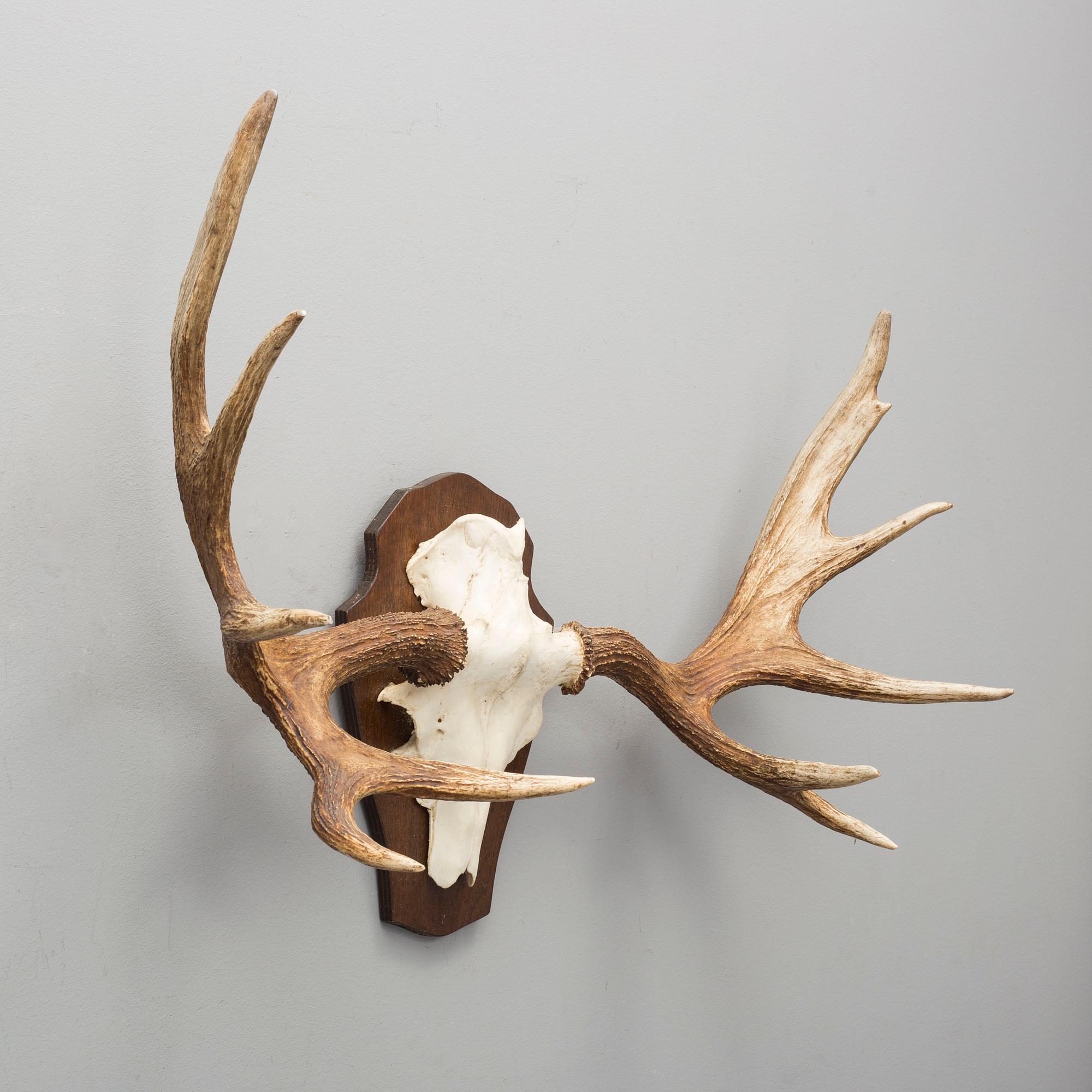 A 20th century hunting trophy.