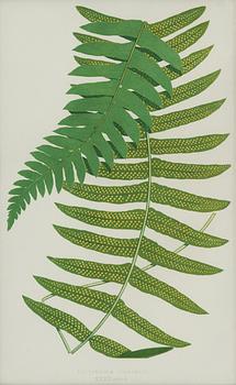 Lithographs, 3+1, late 19th century.