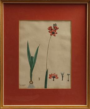 KOPPARSTICK, 3 st kolorerade, ur H. Andrews: Botanist Repository, 1800-tal.