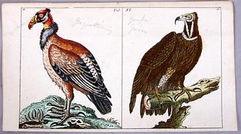 KOPPARSTICK, 4 st, ur Gottlieb Tobias Wilhelm's "Unterhaltungen aus der Naturgeschichte" 1795-c:a 1800.
