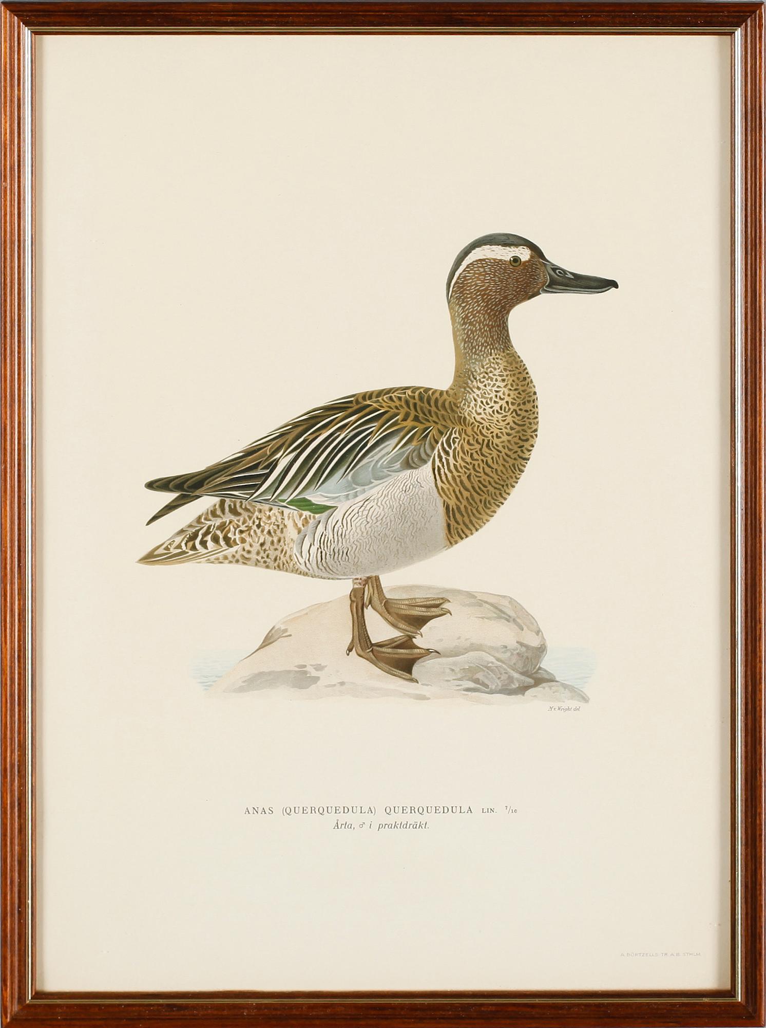 LITOGRAFISKA TRYCK, 13 st, ur von Wrights "Svenska fåglar", A. Börtzells, Stockholm.