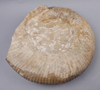 FOSSIL, ammonit, äldre jura/yngre krita.