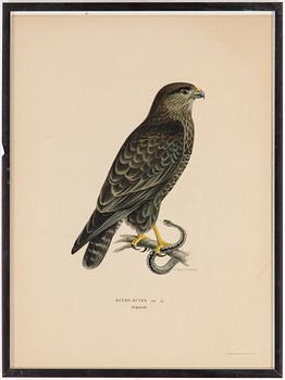 LITOGRAFISKA TRYCK, 10 styck, ur M och W von Wright, Svenska fåglar. Utgivna av A Börtzells.