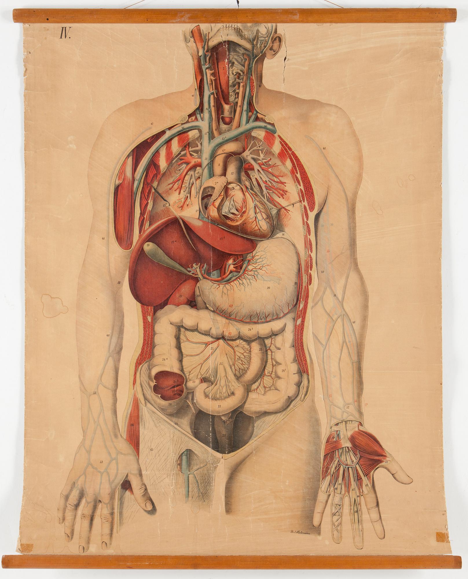 ANATOMISKA PLANSCHER, 3 stycken, bland annat Gustaf Wennman, en med datering 1930.