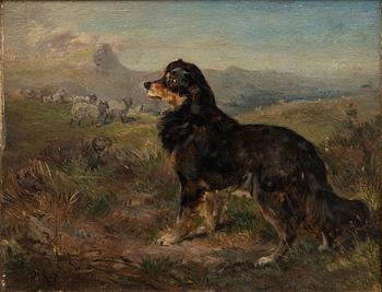 Heywood Hardy, fårhund.