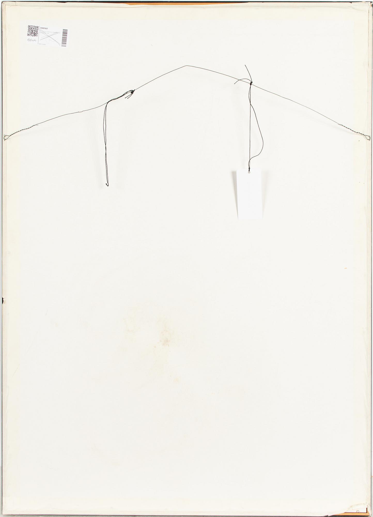 Francisco Corcuera, Utan titel.