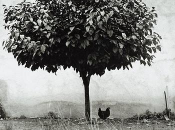 329. Edouard Boubat, "La Poule et L’Arbre, France", 1950.