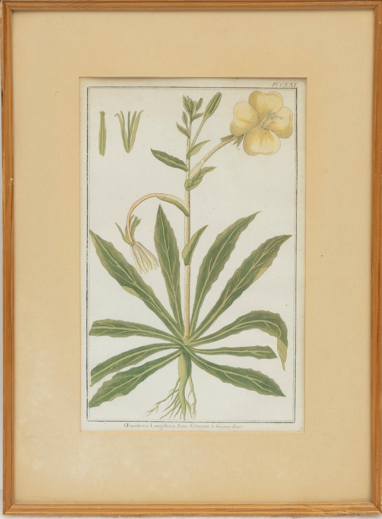 Five hand-coloured botanical copper plates, 18th-19th century. Including Johann Jakob Haid & Augustus Vind.