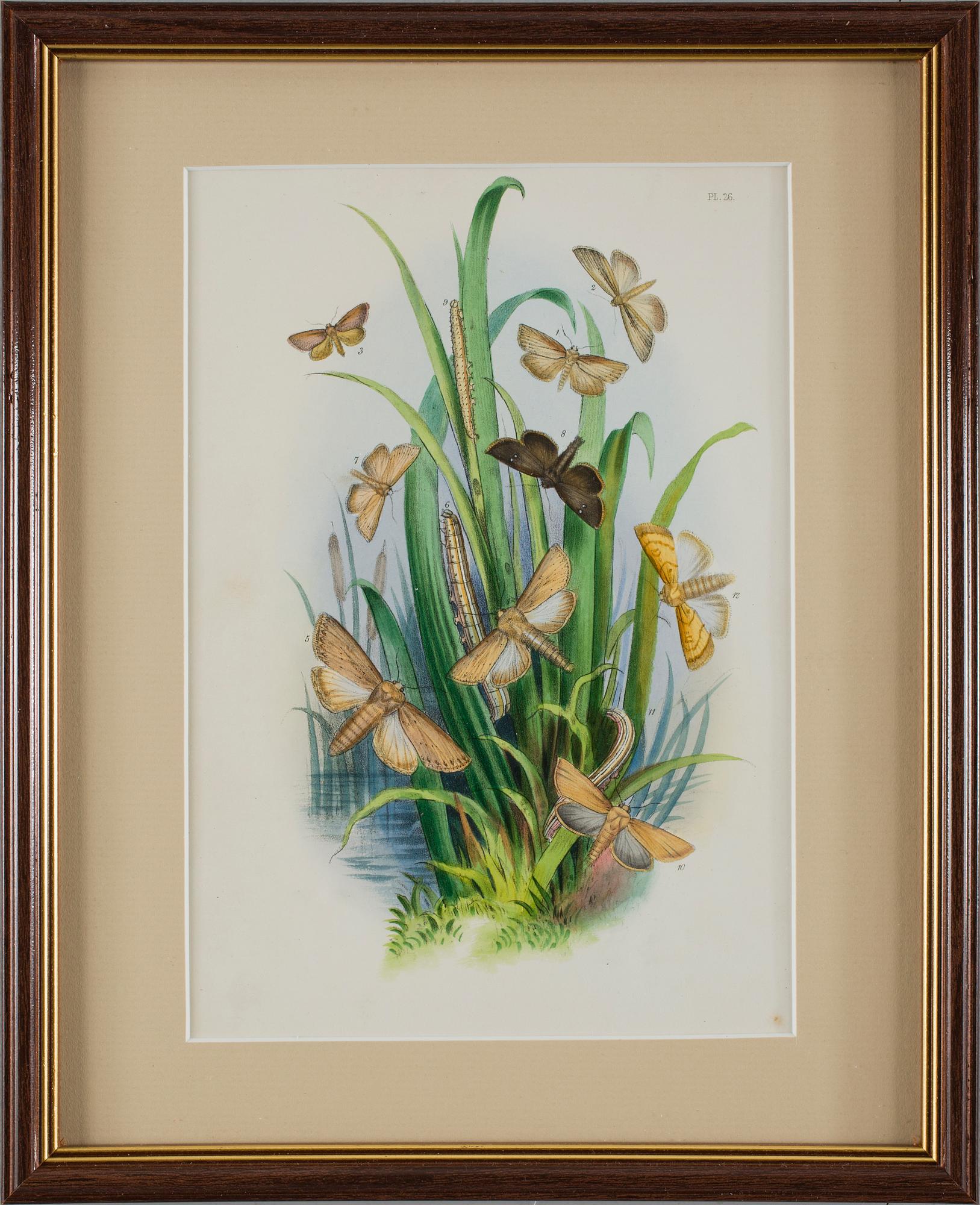 HANDKOLORERADE LITOGRAFIER, 6 st, Humphries, England, 1800-talets mitt.