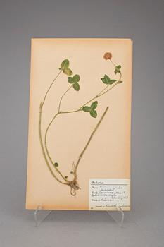 HERBARIUM, 2 st, 1940-tal.