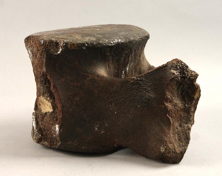 FOSSIL, möjligen av valkota.