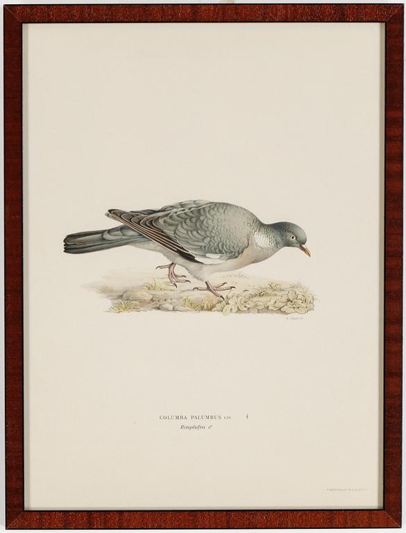 LITOGRAFIER, 15 stycken, ur "Svenska fåglar", Magnus och Wilhelm von Wright, A Börtzells, 1900-talets första hälft.