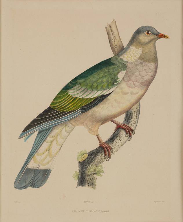 A set of eight plates from "Iconographie des pigeons" by Charles Lucien Bonaparte.